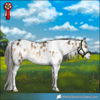Horse Color:White Spotted Liver Red Dun Onyx Appaloosa Brindle