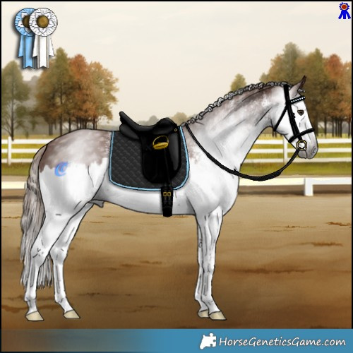 Horse Color:Gray White Spotted Chestnut Splash 