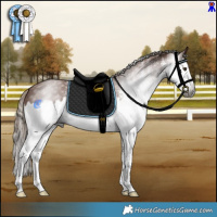 Horse Color:Gray White Spotted Chestnut Splash 