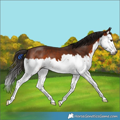 Horse Color:Gray White Spotted Bay Mushroom Splash