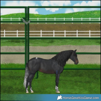 Horse Color:Brown Tobiano 