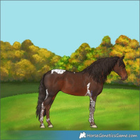 Horse Color:Liver Chestnut Tobiano 