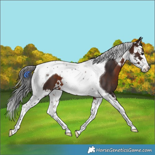 Horse Color:Brown Splash Tobiano 