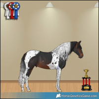 Horse Color:Brown Tobiano 