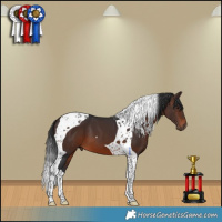 Horse Color:Brown Tobiano 