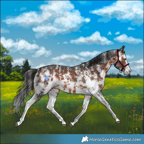 Horse Color:Brown Sabino Splash 