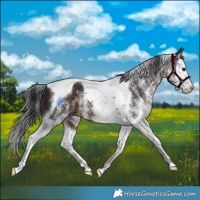 Horse Color:White Spotted Brown Splash Tobiano 
