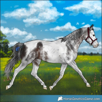 Horse Color:White Spotted Brown Splash Tobiano 