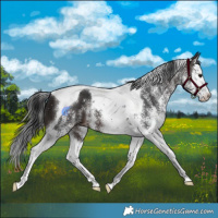 Horse Color:White Spotted Brown Splash Tobiano 