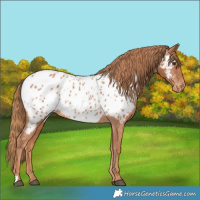 Horse Color:Chestnut Near Leopard