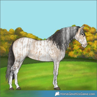 Horse Color:White Spotted Bay Dun Rabicano  and White Spotted Bay Dun Rabicano 
