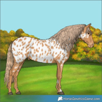 Horse Color:Chestnut Near Leopard