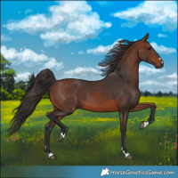 Horse Color:Brown 