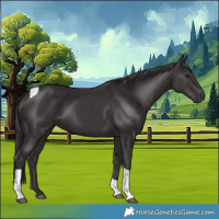 Horse Color:Smoky Black Tobiano 