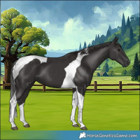 Horse Color:Smoky Black Tobiano 