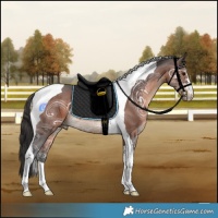 Horse Color:Brown Ice Tobiano Rabicano