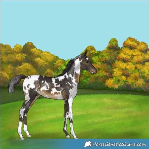 Horse Color:White Spotted Buckskin 