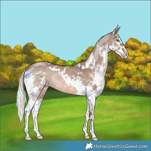 Horse Color:White Spotted Liver Red Dun Mushroom Sabino Splash Rabicano