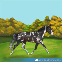Horse Color:White Spotted Brown Sabino 