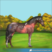 Horse Color:Gray White Spotted Liver Chestnut Tobiano 