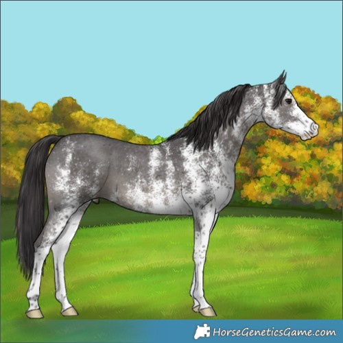 Horse Color:White Spotted Smoky Black 