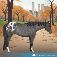 Horse Color:Black Appaloosa Rabicano 