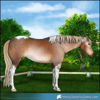 Horse Color:Gray Chocolate Palomino Tobiano Rabicano