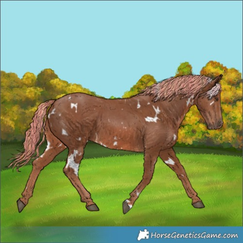 Horse Color:Painted White Spotted Chestnut 