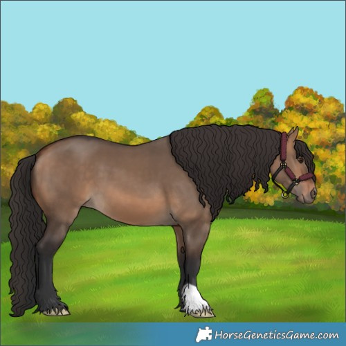 Horse Color:Bay Dun 