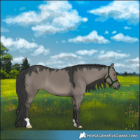 Horse Color:Grullo 
