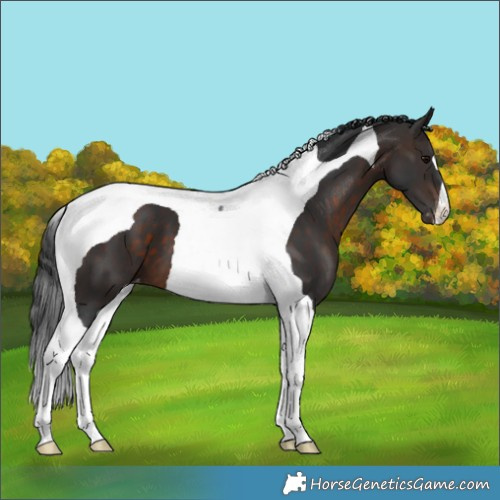 Horse Color:Brown Tobiano Appaloosa 