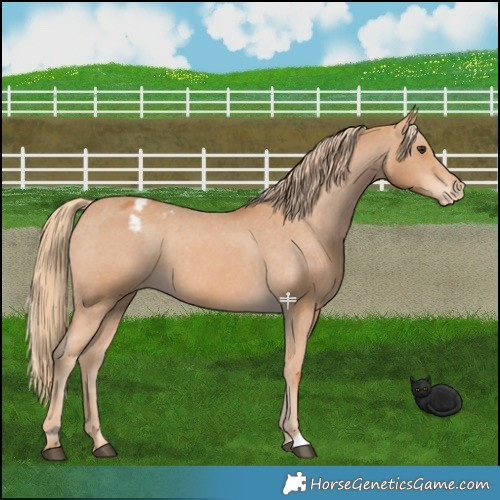 Horse Color:Chestnut Varnish 