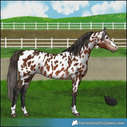 Horse Color:Gray Bay Appaloosa 