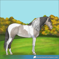 Horse Color:Brown Dun Tobiano Appaloosa Rabicano 