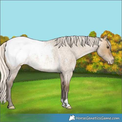 Horse Color:Silver Buckskin Roan Dun Appaloosa 