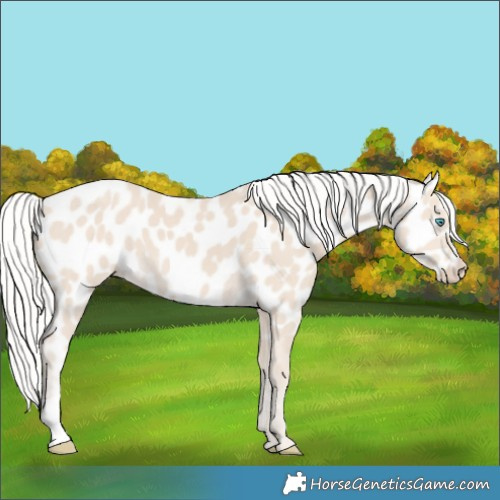Horse Color:Silver Smoky Creme Appaloosa 