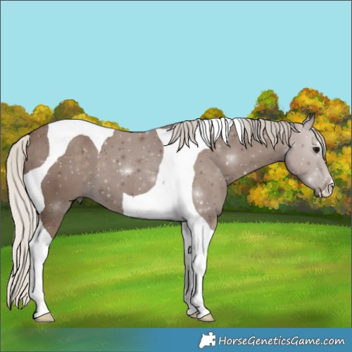 Horse Color:Silver Black Tobiano 
