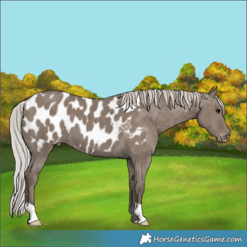 Horse Color:Silver Grullo Appaloosa 