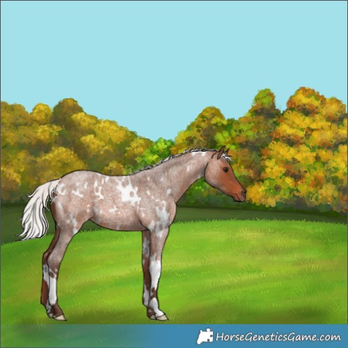 Horse Color:White Spotted Silver Brown Roan 