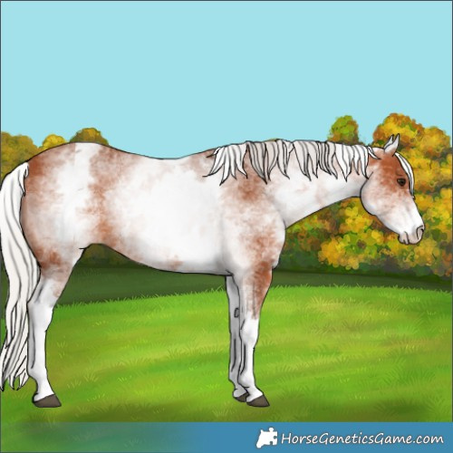 Horse Color:White Spotted Silver Bay 