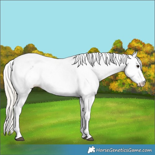 Horse Color:Silver Smoky Black Appaloosa 