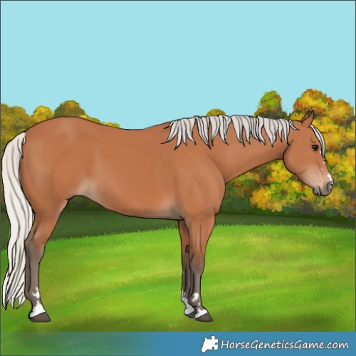 Horse Color:Silver Bay 