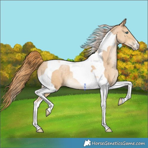 Horse Color:Buckskin Pearl Tobiano 