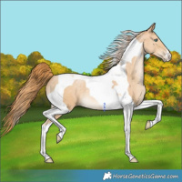 Horse Color:Buckskin Pearl Tobiano 