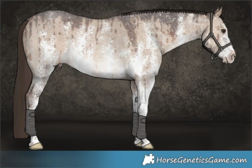 Horse Color:Liver Red Dun Sabino Rabicano Brindle 