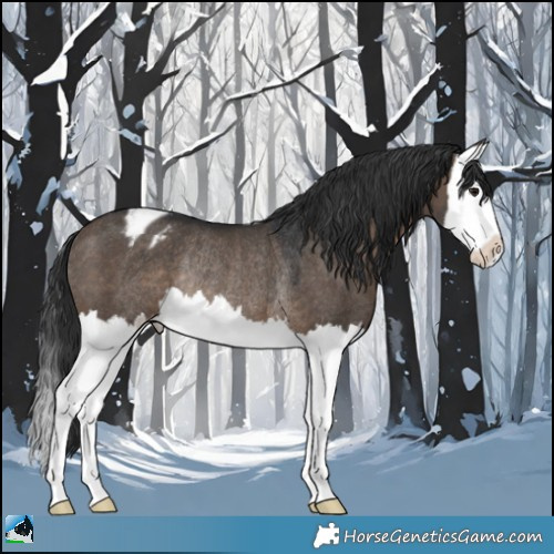 Horse Color:Brown Dun Splash Appaloosa Rabicano 