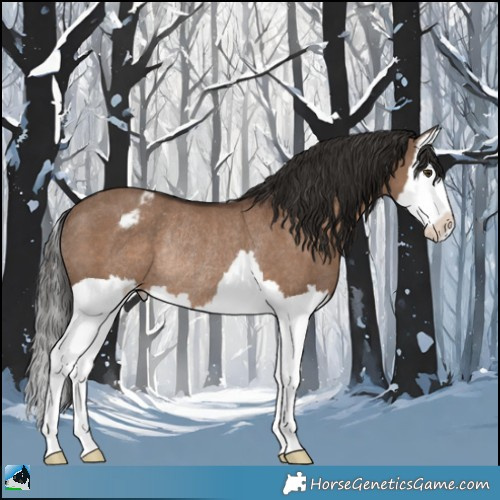 Horse Color:Liver Red Dun Splash Appaloosa Rabicano 