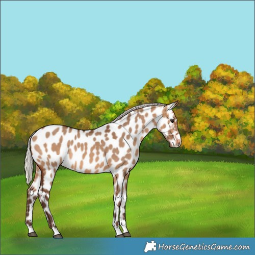 Horse Color:Silver Brown Dun Appaloosa