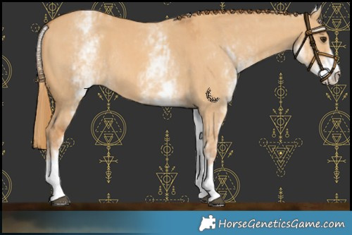 Horse Color:White Spotted Red Dun Rabicano  and White Spotted Red Dun Rabicano 
