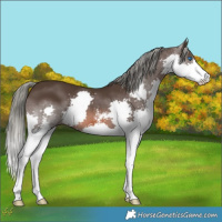 Horse Color:Liver Chestnut Mushroom Sabino Splash 